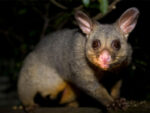 Morris Possum Removal Adelaide